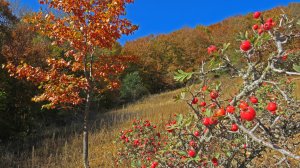 "ОСЕНЬ В КРЫМСКИХ ГОРАХ"... (Фото Полины Морозовой (Симферополь), музыка Кристины Буджиашвили)