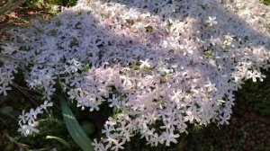 Флоксы в  Ландшафте участка. Уход за флоксами. Сорта флоксов шиловидных..