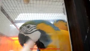 Попугайчик Сине-жёлтый ара  хочет поиграть :)