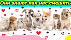 Домашние Питомцы точно знают как нас рассмешить!