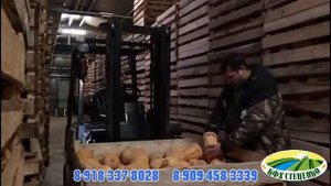 Хранение тыквы Матильда