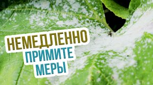 Мучнистая роса на огурцах. Меры борьбы с мучнистой росой на огурцах, смородине, розах и др.