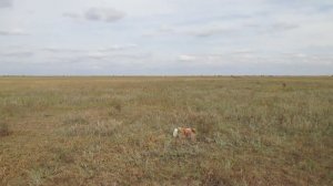 Опустевший хутор Малый Барсучий, Ровенский район.