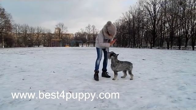 Особенности обучения шнауцера