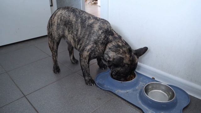 Добавка для шёрстки для французского бульдога смотреть онлайн