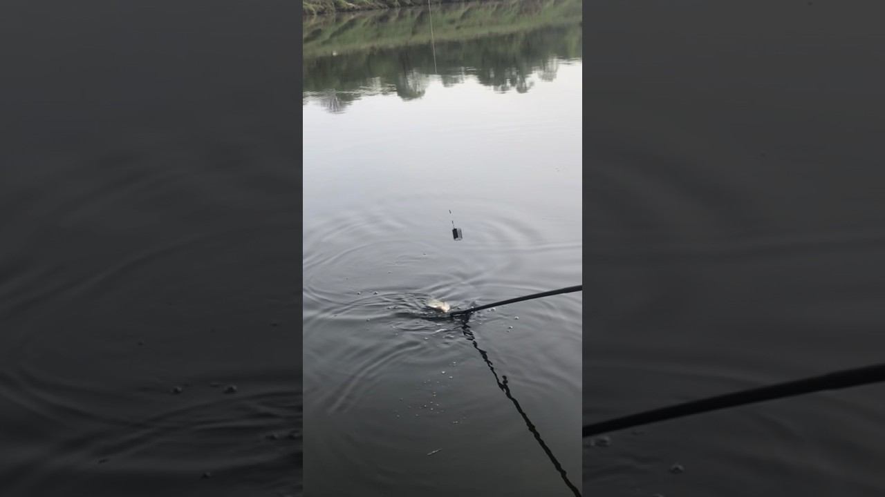 Достал КРУПНОГО ЛЕЩА на ПИКЕР смотреть онлайн