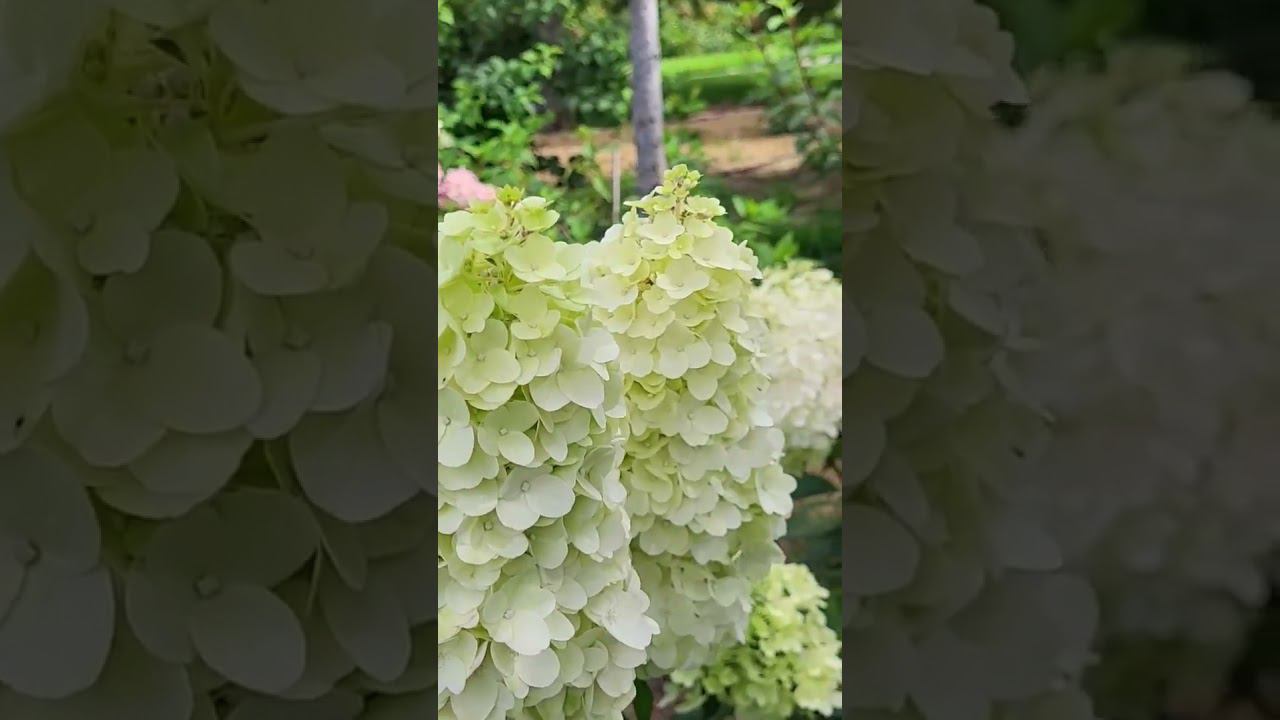 Как я подкармливаю и обрабатываю растения в саду. Спрашивайте каталог саженцев на вацап 89193271772 смотреть онлайн