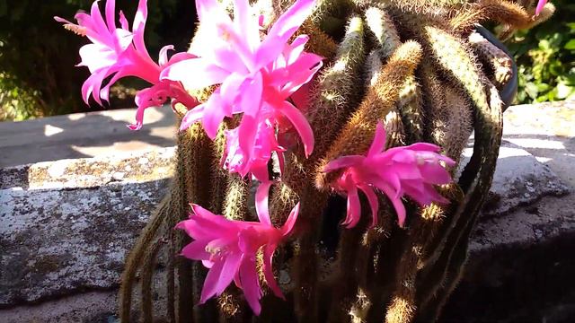 Disocactus coda di topo (Aporocactus) смотреть онлайн