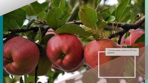 Яблоня Дарунок - обзор сорта яблонь