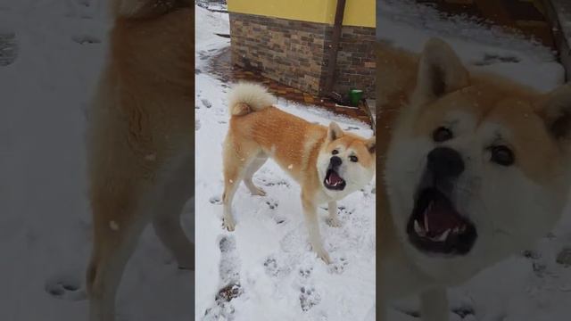 Фаро 🐶ловит снежки ртом смотреть онлайн