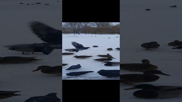 Саратов. Городской парк. смотреть онлайн