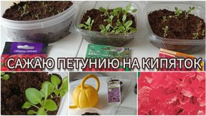 САЖАЮ ПЕТУНИЮ ПО КИПЯТКУ - ДРУЖНЫЕ БЫСТРЫЕ ВСХОДЫ.