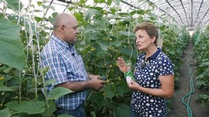 Похрустим?  От чего зависит вкус огурцов. Чем  и как кормить огурцы в теплице и открытом грунте.