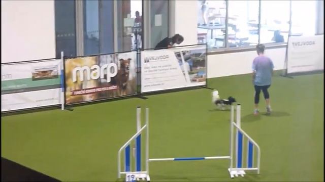 agility exam 3, papillon chaos смотреть онлайн