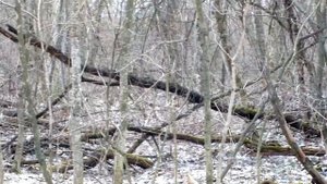 ягдтерьер Найт, работа по косуле 2021г.