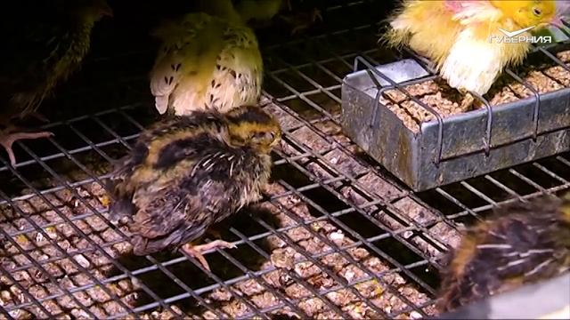 Никита Заикин, фермер из города Похвистнево смотреть онлайн