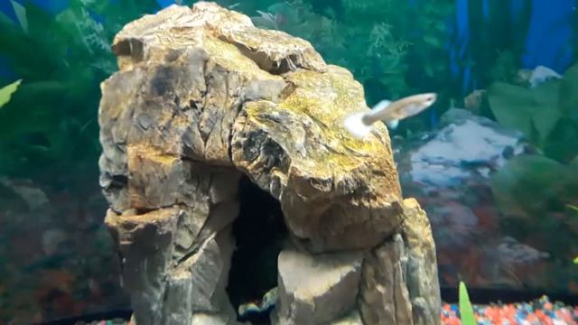 Беда с аквариумом смотреть онлайн