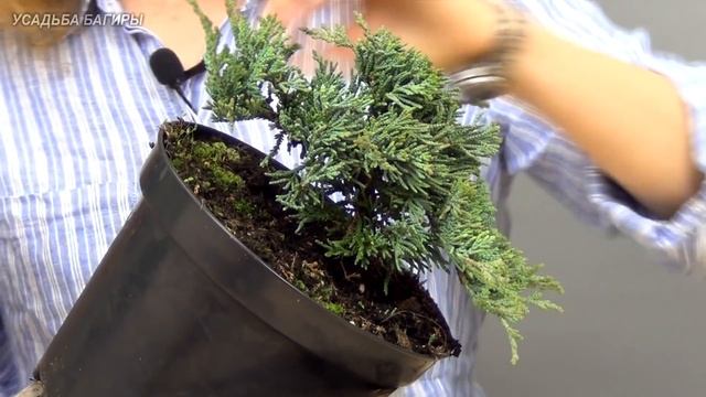 Бонсай из можжевельника (ч.1).