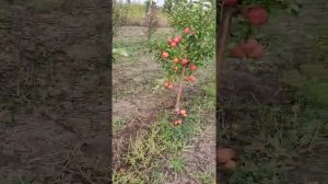 Яблони Моди, Чемпион Рено, Скифское золото