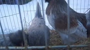 ПАДУАН ГОЛУБОЙ - ДЕКОРАТИВНАЯ ПОРОДА КУР