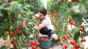 Чем подкормить помидоры в августе чтобы были мясистые вкусные крупные и долго хранились?