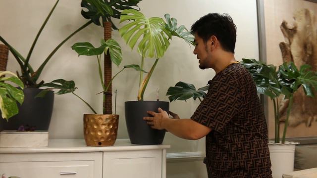 PLANTITO MODE: SHARING MY MOST EXPENSIVE PLANT COLLECTION смотреть онлайн