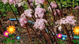 Дармера щитовидная. Краткий обзор, описание характеристик, где купить саженцы darmera peltata