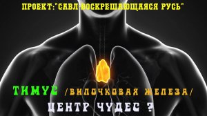 124.ТИМУС или вилочковая железа – центр чудес?