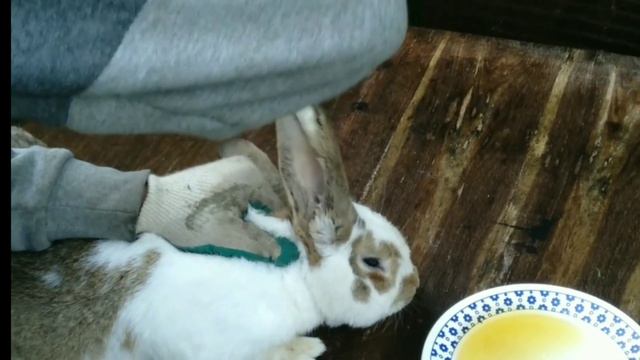 Ушной клещ у кроликов как лечили. смотреть онлайн