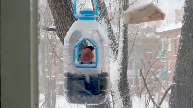 Снегири, чижи и синицы на кормушке смотреть онлайн