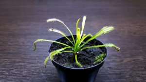 РОСЯНКА КАПСКАЯ Drosera capensis. УХОД И РАЗМНОЖЕНИЕ