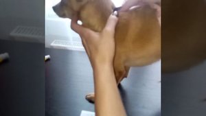 Как снять мерки с собаки/Снимаем мерки с собаки для вязаного изделия.