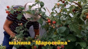 Проверенные сорта урожайной малины. Обильный урожай ягоды малины .