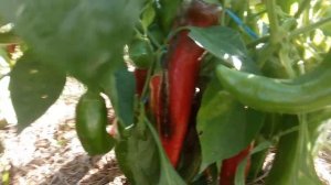 Перец Болгарский. Урожай 2020.