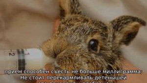 Как выкормить крольчат без крольчихи