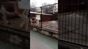Прикол Кианг просит его почесать)))
