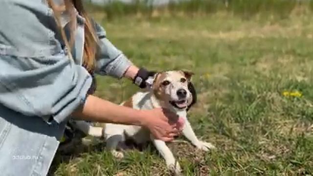 Волшебная рукавичка. Перчатка для вычёсывания шерсти. Не собачья жизнь, а малина с клубникой смотреть онлайн