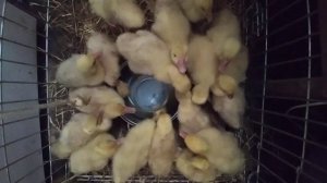 Поилка непроливайка для гусят и утят