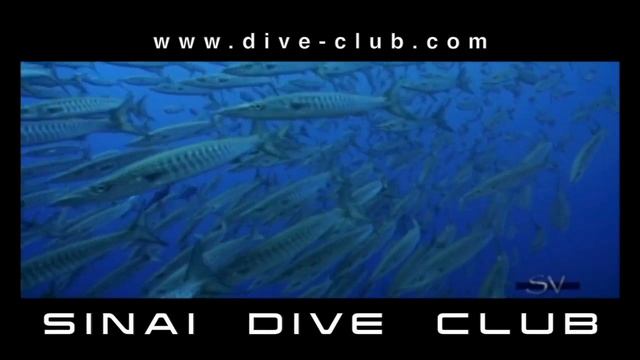 Presentazione Sinai Dive Club - Sharm el Sheikh смотреть онлайн