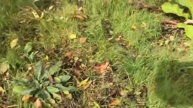 Ура!!! Нашли орехи. Собираем грецкие орехи в лесу#переезднаюг #станицанатухаевская смотреть онлайн