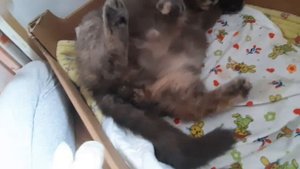 Роды британской кошки продолжение 2 часть признаки родов у кошки