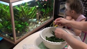 ЛЕТНИЙ КОРМ ДЛЯ РЫБОК НА ЗИМУ | КАК ЗАГОТОВИТЬ КРАПИВУ