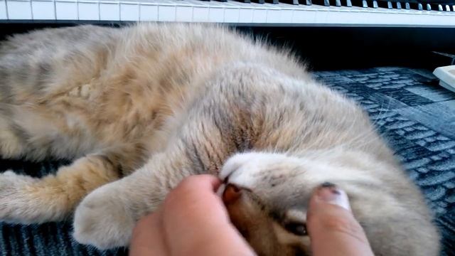 Ты спишь? Кот разговаривает во сне, говорит я сплю VivaVideo смотреть онлайн