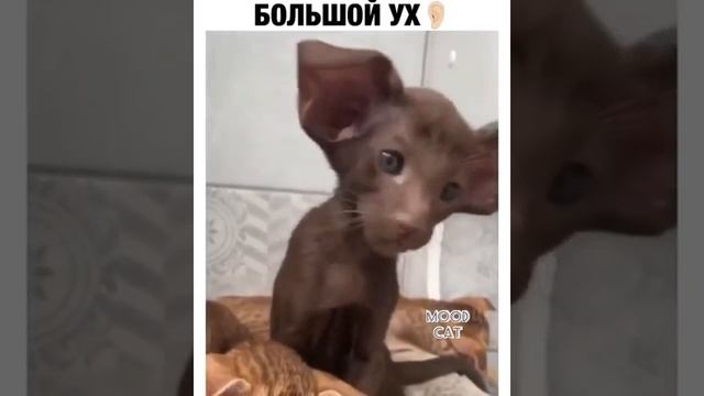 Большой Ух Добрый Ух Приколы С Животными))))Big Uh Good Uh Jokes With Animals))))