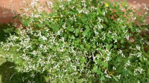 Diamond Frost Plant (Euphorbia Diamond Frost)