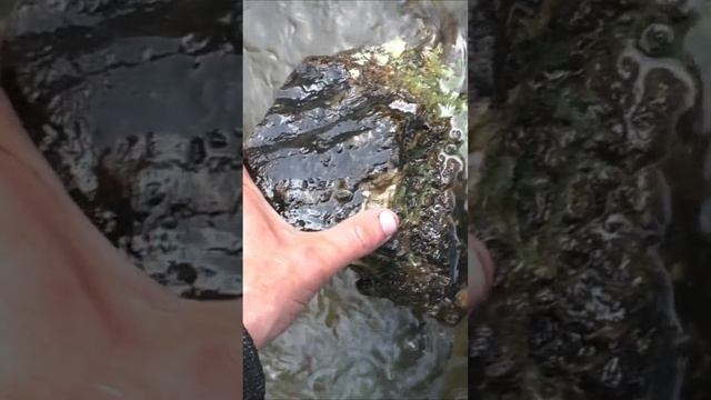 1223 Камни Осколки Тунгусского Метеорита  #дмитрийяков #рыбалка #тайга #fishing #выживалово #сибирь