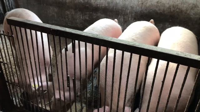 Гибриды дюрка//железо и витамины для поросят//ремонтная свинка в охоте смотреть онлайн