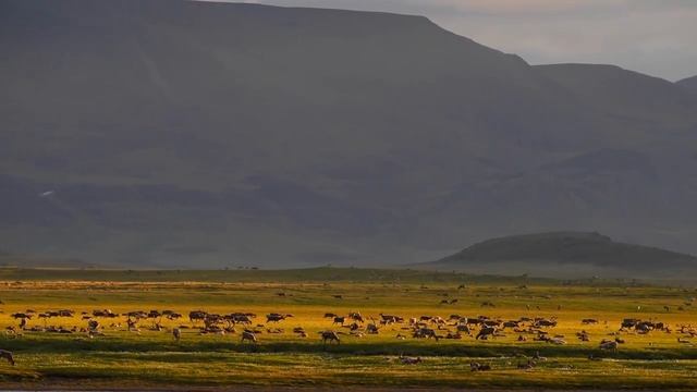 Миграция оленей на Таймыре. Июль 2015 г. смотреть онлайн