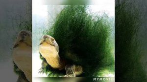 Черепаха реки мэри!сообщение!)