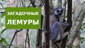 Загадочные Лемуры